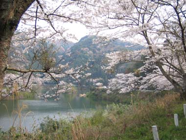 堀河桜3.jpg