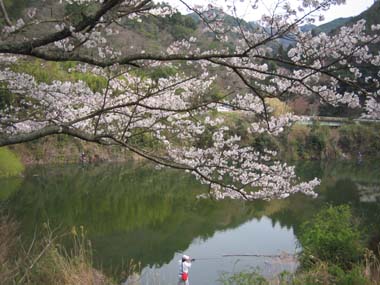 堀河桜4.jpg