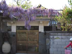 梶本さん家の藤２.jpg