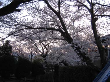 砂川桜1.jpg