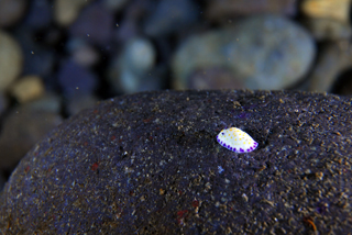 青海島の海の中‐シロウミウシ