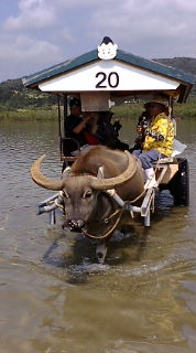 水牛車.jpg