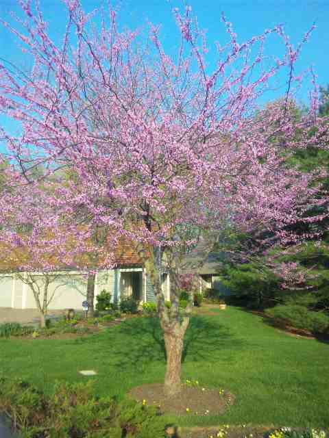 ウィルミントンの桜