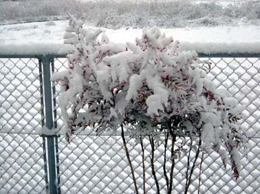 snow0113c.JPG