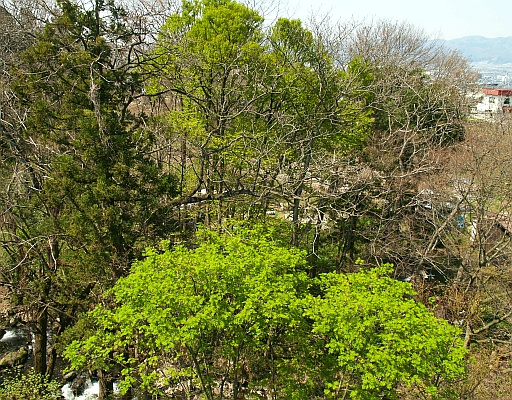 5.03野草園に行く4