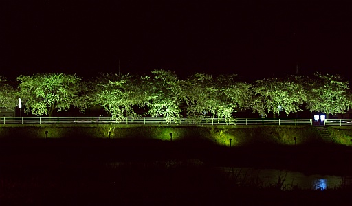 5.02山形の夜桜1