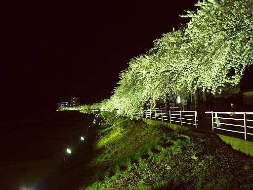 5.02山形の夜桜3