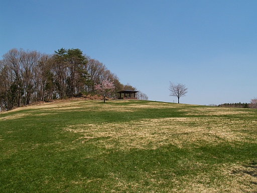 5.03野草園に行く8