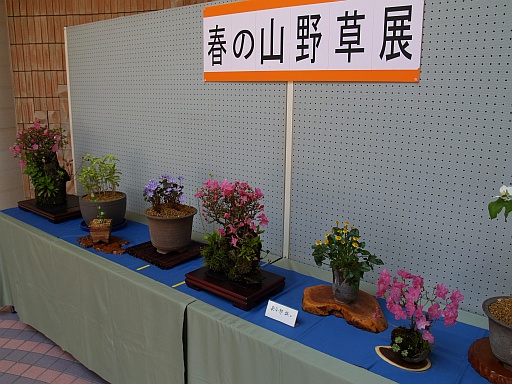 5.03野草園に行く9