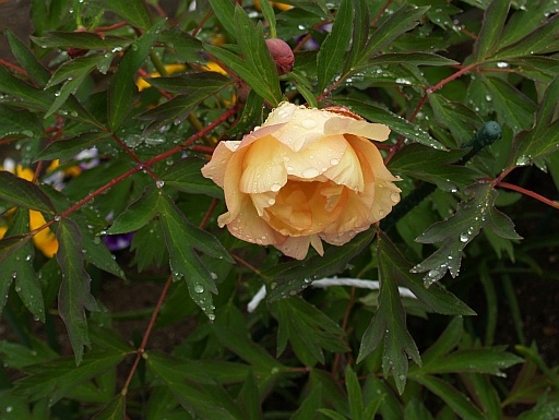 5.20雨の中の花4
