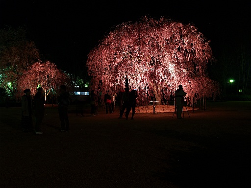 5.02山形の夜桜11