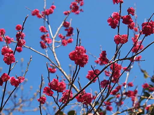 4.17山形の青空12