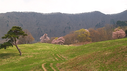 西蔵王の牧場と大山桜の風景