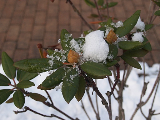 1.11雪が積もった4