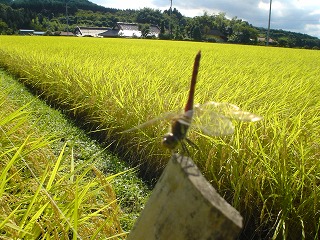 稲穂１