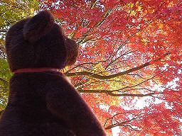 こぐまの冒険１－５