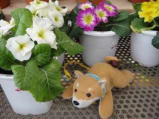 キャロットinホームセンター