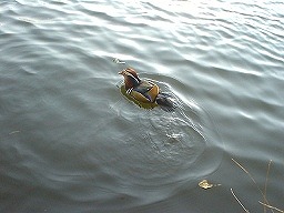 こぐまの冒険１－３