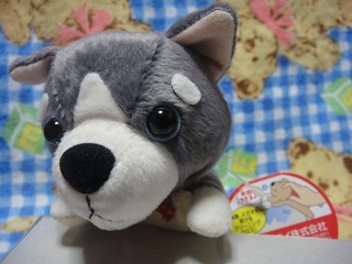 moppetsハスキー１