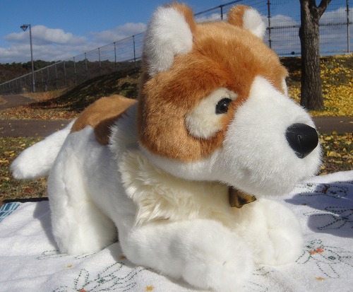 パトラッシュ３