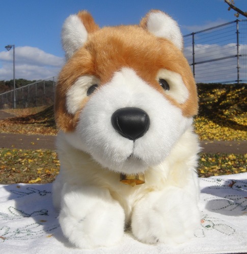 パトラッシュ１