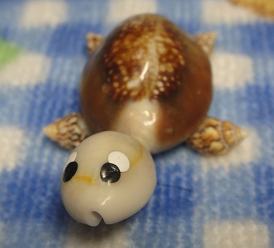 貝殻のうみがめさん１