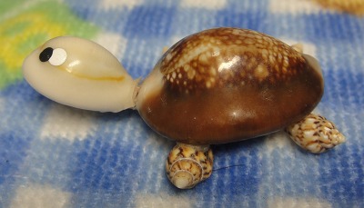 貝殻のうみがめさん２