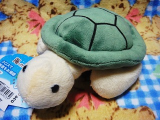 ウミガメさん１