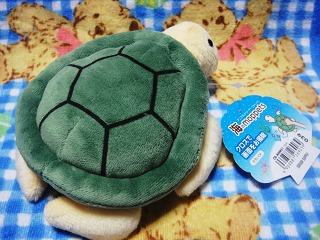 ウミガメさん２