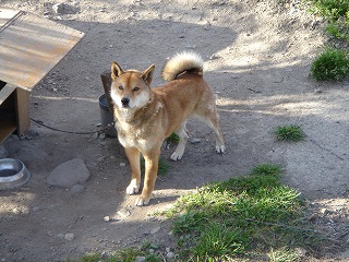 わんこの遠足６