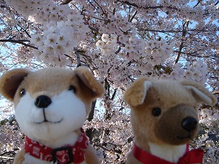 ワンコの遠足７