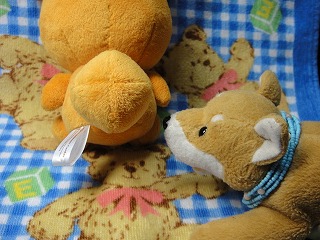 しっぽがまんまるのコ