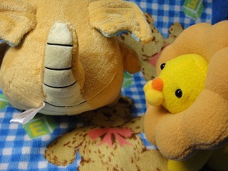 しっぽがとがったコ