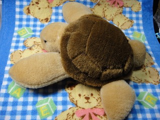 うみちゃん　その１