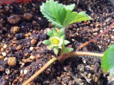 ひな祭りの日に咲いたイチゴの花