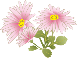 自作の菊