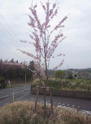 高松山観音寺の桜