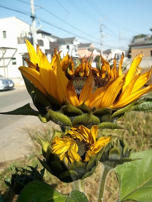ひまわり１２．１５.jpg