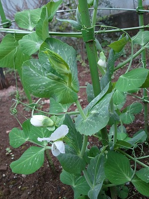 スナップエンドウ開花.jpg
