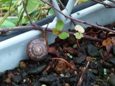 カタツムリ１０．２３.jpg