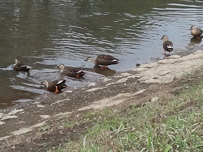 鴨１０．２　３.jpg