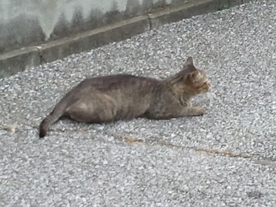 猫散歩２.jpg