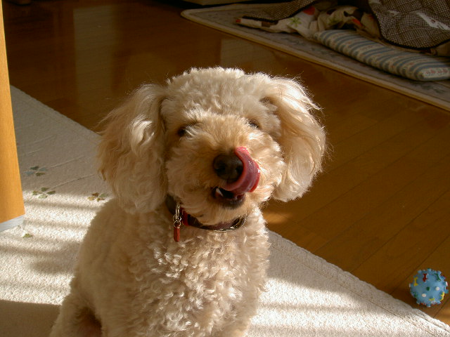 PICT0061.JPG