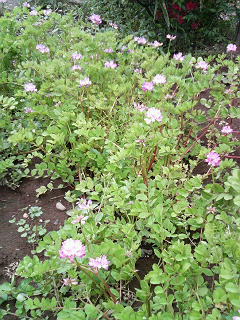 renge_hatake