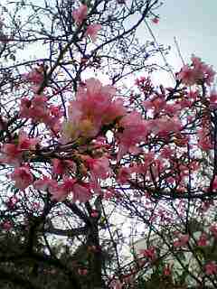 桜２