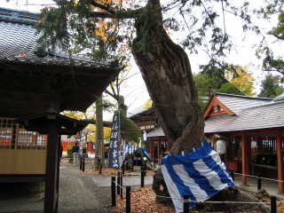 生島足島神社の夫婦欅