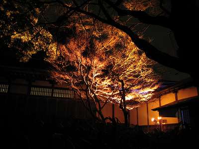 木がまるで燃えているような・・