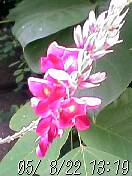 くずの花？