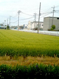 田んぼ(2).JPG