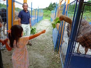 大人なダチョウ